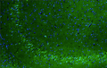 Representative section of formalin fixed, paraffin-embedded rat brain hippocampal CA2/CA3 region showing cells stained by anti-Nav1.1 (SCN1A) antibody using goat anti-chicken IgY CF®488 secondary antibody (Cat. 80-1001-488) (visualized in green). The stained sections were mounted with Antibodies Incorporated Fluoroshield with DAPI and DABCO mounting medium (Cat. AR-6505). DAPI nuclear stain (blue) shows cell nuclei.