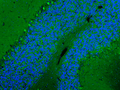 Representative section of formalin fixed, paraffin-embedded rat brain cerebellum region showing cells stained by anti-Nav1.1 (SCN1A) antibody using goat anti-chicken IgY CF®488 secondary antibody (Cat. 80-1001-488) (visualized in green). The stained sections were mounted with Antibodies Incorporated Fluoroshield with DAPI and DABCO mounting medium (Cat. AR-6505). DAPI nuclear stain (blue) shows cell nuclei.
