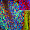 Representative image of 4% paraformaldehyde fixed free-floating mouse cerebellum sections stained with Aves Labs anti-PSD-95 recombinant chicken monoclonal antibody (red, Cat No. 78-028) at 1:1000 dilution and co-stained with anti-Calretinin rabbit polyclonal antibody (green). DAPI nuclear stain (blue) shows cell nuclei. Anti-PSD-95 specifically stains