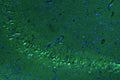 Representative section of formalin fixed, paraffin-embedded rat brain hippocampus stained by anti-PTEN Induced Putative Kinase 1 (PINK1) recombinant chicken monoclonal antibody using goat anti-chicken IgY CF®488 secondary antibody (Cat No. 80-1001-488) (visualized in green). The stained sections were mounted with Antibodies Incorporated Fluoroshield with DAPI and DABCO mounting medium (Cat No. AR-6505). DAPI nuclear stain (blue) shows cell nuclei.