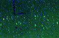 Representative section of formalin fixed, paraffin-embedded rat brain cortex stained by anti-PTEN Induced Putative Kinase 1 (PINK1) recombinant chicken monoclonal antibody using goat anti-chicken IgY CF®488 secondary antibody (Cat No. 80-1001-488) (visualized in green). The stained sections were mounted with Antibodies Incorporated Fluoroshield with DAPI and DABCO mounting medium (Cat No. AR-6505). DAPI nuclear stain (blue) shows cell nuclei.