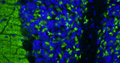 Formalin fixed, paraffin-embedded rat brain cerebellum region showing staining of VGlut1. The sections were stained with anti-VGlut1 recombinant chicken monoclonal antibody (green) (Cat. 78-066) at 1:100 dilution. The stained sections were mounted with Antibodies Incorporated FluoroshieldTM with DAPI and DABCO mounting medium (Cat. AR-6505). DAPI nuclear stain (blue) shows cell nuclei. Anti-VGlut1 specifically stains the axonal synapses in the granular layer of the cerebellum. Magnification 400X.