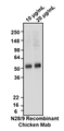 Western blotting of rat brain membrane fraction with Aves Labs anti-Vglut1 recombinant chicken Mab (Cat. 78-066) antibody at various concentrations and detected with anti-chicken-HRP. Aves Labs Recombinant Chicken anti-VGlut1 Mab recognizes endogenous Vglut1 in the rat