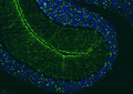 Formalin fixed, paraffin-embedded rat brain cerebellum region showing staining of VGlut2 with anti-VGlut2 recombinant chicken monoclonal antibody (green) (Cat. 78-067) at 1:100 dilution. The sections were mounted with FluoroshieldTM with DAPI and DABCO mounting medium (Cat. AR-6505). DAPI nuclear stain (blue) shows cell nuclei. Anti-VGlut2 specifically stains the mossy fiber terminals in the granular layer and climbing climbing