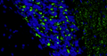 Formalin fixed, paraffin-embedded rat brain cerebellum region showing staining of VGlut2 with anti-VGlut2 recombinant chicken monoclonal antibody (green) (Cat. 78-067) at 1:100 dilution. The sections were mounted with FluoroshieldTM with DAPI and DABCO mounting medium (Cat. AR-6505). DAPI nuclear stain (blue) shows cell nuclei. Anti-VGlut2 specifically stains the mossy fiber terminals in the granular layer and climbing climbing