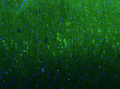 Representative section of formalin fixed, paraffin-embedded rat brain cerebral cortex stained by anti-GluN2B recombinant chicken monoclonal antibody using goat anti-chicken IgY CF®488 secondary antibody (Cat. 80-1001-488) (visualized in green). The stained sections were mounted with Antibodies Incorporated Fluoroshield with DAPI and DABCO mounting medium (Cat. AR-6505). DAPI nuclear stain (blue) shows cell nuclei. Anti-GluN2B specifically stains the neurons in layers II/III of the cerebral cortex.