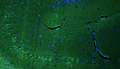 Representative section of formalin fixed, paraffin-embedded rat brain hippocampus region showing cells stained anti-RGS14 recombinant chicken monoclonal antibody (Cat. 78-170) using goat anti-chicken IgY CF®488 secondary antibody (Cat. 80-1001-488) (green). The stained sections were mounted with Fluoroshield with DAPI and DABCO mounting medium (Cat. AR-6505). DAPI nuclear stain (blue) shows cell nuclei. Anti-RGS14 specifically stains the pyramidal neurons in the CA2 region of the hippocampus.