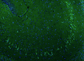Formalin fixed, paraffin-embedded rat brain hippocampus showing oligodendocytes stained by Olig1 recombinant chicken monoclonal antibody (Cat. 78-180) using goat anti-chicken IgY CF®488 secondary antibody (Cat. 80-1001-488) (visualized in green). Mounted with Antibodies Incorporated Fluoroshield with DAPI and DABCO mounting medium (Cat. AR-6505). DAPI nuclear stain (blue) shows cell nuclei. Anti-Olig1 specifically stains the oligodendrocytes present in the CA3 and CA4 regions of