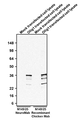 Western blotting of mock transfected and Olig1 transfected COS-7 lysates with anti-Olig1 mouse NeuroMab (Cat. 75-180) and Aves Labs anti-Olig1 recombinant chicken Mab (Cat. 78-180) antibody. The mouse mAb and chicken mAb were detected with anti-mouse-HRP and anti-chicken-HRP (Cat. 80-1000-HRP), respectively. Aves Labs Recombinant Chicken anti-Olig1 mAb recognizes exogenous Olig1 with similar sensitivity as the anti-Olig1 NeuroMab only in Olig1