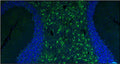 Representative section of formalin fixed, paraffin-embedded rat brain cerebellum region showing staining of GFAP with Aves Labs anti-GFAP recombinant chicken monoclonal antibody (visualized in green) (Cat. 78-240) at 1:500 dilution. The stained sections were mounted with Antibodies Incorporated FluoroshieldTM with DAPI and DABCO mounting medium (Cat. AR-6505). DAPI nuclear stain (blue) shows cell nuclei. Anti-GFAP specifically stains the astrocytes in the rat brain. Magnification 100X.