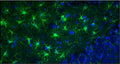 Representative section of formalin fixed, paraffin-embedded rat brain showing staining of GFAP. The sections were stained with Aves Labs anti-GFAP recombinant chicken monoclonal antibody (visualized in green, Cat No. 78-240) at 1:500 dilution. The stained sections were mounted with Antibodies Incorporated FluoroshieldTM with DAPI and DABCO mounting medium (Cat. AR-6505). DAPI nuclear stain (blue) shows cell nuclei. Anti-GFAP specifically stains the astrocytes in the rat brain. Magnification 400X.