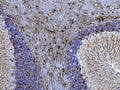 Representative image of 4% paraformaldehyde fixed free-floating rat cerebellum sections stained with Aves Labs anti-GFAP recombinant chicken monoclonal antibody (Cat. 78-240) at 1:1000 dilution. Anti-GFAP specifically stains the astrocytes in the rat brain. Magnification 200X. Image courtesy of Gerry Shaw (EnCor