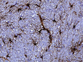 Representative image of 4% paraformaldehyde fixed free-floating rat cerebellum sections stained with Aves Labs anti-GFAP recombinant chicken monoclonal antibody (Cat. 78-240) at 1:1000 dilution. Anti-GFAP specifically stains the astrocytes in the rat brain. Magnification 400X. Image courtesy of Gerry Shaw (EnCor
