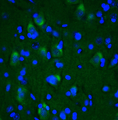 Representative section of formalin fixed, paraffin-embedded rat brain cerebral cortex showing cells stained by anti-LRRK2/Dardarin antibody. The sections were stained with Aves Labs anti-LRRK2 recombinant chicken monoclonal antibody (visualized in green, Cat No. 78-253). The stained sections were mounted with Antibodies Incorporated Fluoroshield with DAPI and DABCO mounting medium (Cat. AR-6505). DAPI nuclear stain (blue) shows cell nuclei.
