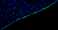 Representative section of formalin fixed, paraffin-embedded rat brain lateral ventricle region showing cells stained by anti-Arl13b recombinant antibody (visualized in green) (Cat. 78-287) at 1:100 dilution. The stained sections were mounted with Antibodies Incorporated Fluoroshield with DAPI and DABCO mounting medium (Cat. AR-6505). DAPI nuclear stain (blue) shows cell nuclei. Anti-Arl13b specifically stains the ciliated cells surrounding the lateral ventricle. Magnification 400X.