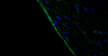 Representative section of formalin fixed, paraffin-embedded rat brain lateral ventricle region showing cells stained by anti-Arl13b recombinant antibody (visualized in green) (Cat. 78-287) at 1:100 dilution. The stained sections were mounted with Antibodies Incorporated Fluoroshield with DAPI and DABCO mounting medium (Cat. AR-6505). DAPI nuclear stain (blue) shows cell nuclei. Anti-Arl13b specifically stains the ciliated cells surrounding the lateral ventricle. Magnification 400X.