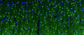Representative section of formalin fixed, paraffin-embedded rat brain cerebral cortex showing cells stained by anti-Beta4 Spectrin recombinant chicken monoclonal antibody (green) (Cat. 78-377). The stained sections were mounted with Antibodies Incorporated Fluoroshield with DAPI and DABCO mounting medium (Cat. AR-6505). DAPI nuclear stain (blue) shows cell nuclei. Anti-Beta4 Spectrin specifically stains the neuronal body and axon initial segment (AIS) in the