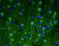 Representative section of formalin fixed, paraffin-embedded rat brain cerebral cortex showing cells stained by anti-Beta4 Spectrin recombinant chicken monoclonal antibody (green) (Cat. 78-377). The stained sections were mounted with Antibodies Incorporated Fluoroshield with DAPI and DABCO mounting medium (Cat. AR-6505). DAPI nuclear stain (blue) shows cell nuclei. Anti-Beta4 Spectrin specifically stains the neuronal body and axon initial segment (AIS) in the