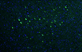 Representative section of formalin fixed, paraffin-embedded rat brain stem showing facial motor neurons stained by VAChT (Slc18a3) recombinant chicken monoclonal antibody (Cat. 78-180) using goat anti-chicken IgY CF®488 secondary antibody (Cat. 80-1001-488) (green). The stained sections were mounted with Antibodies Incorporated Fluoroshield with DAPI and DABCO mounting medium (Cat. AR-6505). DAPI nuclear stain (blue) shows cell nuclei.