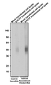 Western blotting of mock transfected and VAChT transfected COS-7 lysates with anti-VAChT (Slc18a3) mouse NeuroMab (Cat. 75-429) and Aves Labs anti-VAChT recombinant chicken mAb (Cat. 78-429) antibody. The mouse mAb and chicken mAb were detected with anti-mouse-HRP and anti-chicken-HRP (Cat. 80-1000-HRP), respectively. Aves Labs Recombinant Chicken anti-VAChT mAb recognizes exogenous VAChT with similar sensitivity as the anti-VAChT NeuroMab only in VAChT