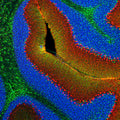 Representative image of 4% paraformaldehyde fixed free-floating rat cerebellum sections stained with Aves Labs anti-CALB1 recombinant chicken monoclonal antibody (red, Cat No. 78-448) at 1:1000 dilution and co-stained with anti-GFAP rabbit polyclonal antibody (green). DAPI nuclear stain (blue) shows cell nuclei. Anti-CALB1 specifically