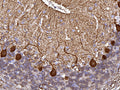 Representative image of 4% paraformaldehyde fixed free-floating rat cerebellum sections stained with Aves Labs anti-CALB1 recombinant chicken monoclonal antibody ( Cat No. 78-448) at 1:1000 dilution. Anti-CALB1 specifically stains the Purkinje cells in the cerebellum. Magnification 400X. Image courtesy of Gerry Shaw