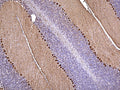 Representative image of 4% paraformaldehyde fixed free-floating rat cerebellum sections stained with Aves Labs anti-CALB1 recombinant chicken monoclonal antibody ( Cat No. 78-448) at 1:1000 dilution. Anti-CALB1 specifically stains the Purkinje cells in the cerebellum. Magnification 100X. Image courtesy of Gerry Shaw