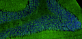 Representative section of formalin fixed, paraffin-embedded rat brain cerebellum region showing staining of Homer1 with anti-Homer1 recombinant chicken monoclonal antibody (green) (Cat. 78-454) at 1:100 dilution. The stained sections were mounted with FluoroshieldTM with DAPI and DABCO mounting medium (Cat. AR-6505). DAPI nuclear stain (blue) shows cell nuclei. Anti-Homer1 stains the postsynaptic densities of the Purkinje cell dendrites in the molecular layer of