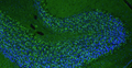 Representative FFPE section of rat brain cerebellum showing Homer1 staining. The sections were stained with anti-Homer1 recombinant chicken Mab (Cat. 78-454) using goat anti-chicken IgY FITC secondary antibody (Cat. F-1005) (green). The stained sections were mounted with Fluoroshield (DAPI & DABCO) mounting medium (Cat. AR-6505). DAPI (blue) stains cell nuclei. Anti-Homer1 stains the postsynaptic densities of the Purkinje cell dendrites in the molecular layer of