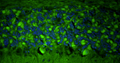 Representative FFPE section of rat brain cerebellum showing Homer1 staining. The sections were stained with anti-Homer1 recombinant chicken Mab (Cat. 78-454) using goat anti-chicken IgY FITC secondary antibody (Cat. F-1005) (green). The stained sections were mounted with Fluoroshield (DAPI & DABCO) mounting medium (Cat. AR-6505). DAPI (blue) stains cell nuclei. Anti-Homer1 stains the postsynaptic densities of the Purkinje cell dendrites in the molecular layer of
