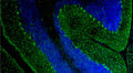 Representative section of formalin fixed, paraffin-embedded rat brain cerebellum region showing staining of Purkinje cells and neurons of the molecular layer with Aves Labs anti-Parvalbumin recombinant chicken monoclonal antibody (visualized in green, Cat No. 78-479) at 1:100 dilution. The stained sections were mounted with Antibodies Incorporated FluoroshieldTM with DAPI and DABCO mounting medium (Cat. AR-6505). DAPI nuclear stain (blue) shows cell nuclei. Magnification 100X.