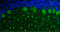 Representative section of formalin fixed, paraffin-embedded rat brain cerebellum region showing staining of Purkinje cells and neurons of the molecular layer with Aves Labs anti-Parvalbumin recombinant chicken monoclonal antibody (visualized in green, Cat No. 78-479) at 1:100 dilution. The stained sections were mounted with Antibodies Incorporated FluoroshieldTM with DAPI and DABCO mounting medium (Cat. AR-6505). DAPI nuclear stain (blue) shows cell nuclei. Magnification 400X.