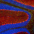 Representative image of 4% paraformaldehyde fixed free-floating mouse cerebellum sections stained with Aves Labs anti-Parvalbumin recombinant chicken monoclonal antibody (red, Cat No. 78-479) at 1:1000 dilution and co-stained with anti-Iba1 rabbit polyclonal antibody (green). DAPI nuclear stain (blue) shows cell nuclei. Anti-Parvalbumin specifically