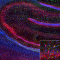 Representative image of 4% paraformaldehyde fixed free-floating rat hippocampus sections stained with Aves Labs anti-Parvalbumin recombinant chicken monoclonal antibody (red, Cat No. 78-479) at 1:1000 dilution and co-stained with anti-Iba1 rabbit polyclonal antibody (green). DAPI nuclear stain (blue) shows cell nuclei. Anti-Parvalbumin specifically