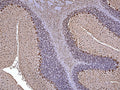 Representative image of 4% paraformaldehyde fixed free-floating rat cerebellum sections stained with Aves Labs anti-Parvalbumin recombinant chicken monoclonal antibody ( Cat No. 78-479) at 1:1000 dilution. Anti-Parvalbumin specifically stains the Purkinje cells and other neurons in the molecular layer of the cerebellum.