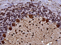 Representative image of 4% paraformaldehyde fixed free-floating rat cerebellum sections stained with Aves Labs anti-Parvalbumin recombinant chicken monoclonal antibody ( Cat No. 78-479) at 1:1000 dilution. Anti-Parvalbumin specifically stains the Purkinje cells and other neurons in the molecular layer of the cerebellum.