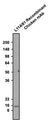Western blotting of rat whole brain homogenate with Aves Labs anti-Parvalbumin recombinant chicken mAb (Cat. 78-479) antibody (10 µg/ml) and detected with anti-chicken-HRP. Aves Labs recombinant chicken anti-Parvalbumin mAb recognizes endogenous Parvalbumin in the rat whole