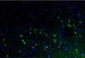 Representative section of formalin fixed, paraffin-embedded rat brain cerebral cortex showing cells stained by anti-Calretinin antibody. The sections were stained with Aves Labs anti-Calretinin recombinant chicken monoclonal antibody (visualized in green, Cat No. 78-488) at 1:100 dilution. The stained sections were mounted with Antibodies Incorporated FluoroshieldTM with DAPI and DABCO mounting medium (Cat. AR-6505). DAPI nuclear stain (blue) shows cell nuclei. Magnification 100X.