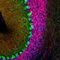 Representative image of 4% paraformaldehyde fixed free-floating mouse cerebellum sections stained with Aves Labs anti-Calretinin recombinant chicken monoclonal antibody (red, Cat No. 78-488) at 1:1000 dilution and co-stained with anti-Calbindin mouse monoclonal antibody (green). DAPI nuclear stain (blue) shows cell nuclei. Anti-Calretinin specifically