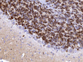 Representative image of 4% paraformaldehyde fixed free-floating rat cerebellum sections stained with Aves Labs anti-Calretinin recombinant chicken monoclonal antibody ( Cat No. 78-488) at 1:1000 dilution. Anti-Calretinin specifically stains the interneurons in the granule cell layer of the cerebellum. Magnification 400X. Image