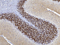 Representative image of 4% paraformaldehyde fixed free-floating rat cerebellum sections stained with Aves Labs anti-Calretinin recombinant chicken monoclonal antibody ( Cat No. 78-488) at 1:1000 dilution. Anti-Calretinin specifically stains the interneurons in the granule cell layer of the cerebellum. Magnification 200X. Image