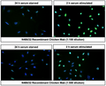 Immunofluorescent staining of serum starved (24 h) and serum stimulated (2 h) HeLa cells using indicated dilutions of Aves Labs anti-c-Fos recombinant chicken monoclonal antibody (Cat. 78-506) using goat anti-chicken IgY CF®488 secondary antibody (Cat. 80-1001-488) (green). DAPI nuclear stain (blue) shows cell nuclei. The cells were mounted with Antibodies Incorporated Fluoroshield with DAPI mounting medium (Cat. AR-6501). Anti-c-Fos specifically stains the nuclei of serum stimulated HeLa cells. 