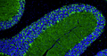 Representative section of formalin fixed, paraffin-embedded rat brain cerebellum stained with GAD65/67 recombinant chicken mAb (green) (Cat. 78-508) at 1:100 dilution. The stained sections were mounted with FluoroshieldTM mounting medium (Cat. AR-6505). DAPI (blue) shows cell nuclei. Anti-GAD65/67 stains neuropil granules identifying GABAergic synapses, Purkinje cell bodies, and the synaptic terminal of GABAergic interneurons