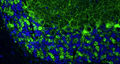 Representative section of formalin fixed, paraffin-embedded rat brain cerebellum stained with GAD65/67 recombinant chicken mAb (green) (Cat. 78-508) at 1:100 dilution. The stained sections were mounted with FluoroshieldTM mounting medium (Cat. AR-6505). DAPI (blue) shows cell nuclei. Anti-GAD65/67 stains neuropil granules identifying GABAergic synapses, Purkinje cell bodies, and the synaptic terminal of GABAergic interneurons