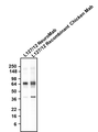 Western blotting of rat brain homogenate with Antibodies Incorporated anti-GAD65/67 mouse mAb (Cat. 75-508) and Aves Labs anti-GAD65/67 recombinant chicken mAb (Cat. 78-508) antibodies. The mouse mAb and chicken mAb were detected with anti-mouse-HRP and anti-chicken-HRP, respectively. Aves Labs recombinant chicken anti-GAD65/67 mAb
