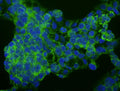 Immunofluorescent staining of HepG2 cells using Aves Labs anti-Human Serum Albumin (HAS) recombinant chicken monoclonal antibody (green). The stained cells were mounted with Antibodies Incorporated Fluoroshield with DAPI and DABCO mounting medium (Cat No. AR-6505). DAPI nuclear stain (blue) shows cell nuclei. Anti-HSA specifically stains the endogenous HSA protein in the cytoplasm of HepG2 cells.