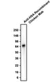 Western blotting of 2 μL human serum with Aves Labs anti-Human Serum Albumin (HSA) recombinant chicken monoclonal antibody. The chicken mAb was detected with anti-chicken-HRP (Cat No. 80-1000-HRP). Aves Labs Recombinant Chicken anti-HSA recognizes endogenous albumin protein in human serum at ~66 kDa.