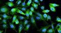 Immunofluorescent staining of HeLa cells using Aves Labs anti-Cortactin recombinant chicken monoclonal antibody (green, Cat No. 78-601). The stained cells were mounted with Antibodies Incorporated Fluoroshield with DAPI and DABCO mounting medium (Cat No. AR-6505). DAPI nuclear stain (blue) shows cell nuclei. Anti-Cortactin specifically stains the endogenous cortactin protein in HeLa cells.