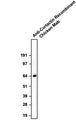 Western blotting of HeLa cell lysates with anti-Cortactin recombinant chicken mAb antibody at ~65 kDa. The chicken mAb was detected with anti-chicken-HRP (Cat No. 80-1000-HRP).