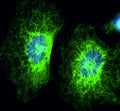 Immunofluorescent staining of HeLa cells using Aves Labs anti-Cytokeratin 8 (CK8) recombinant chicken monoclonal antibody (green). The stained cells were mounted with Antibodies Incorporated Fluoroshield with DAPI and DABCO mounting medium (Cat No. AR-6505). DAPI nuclear stain (blue) shows cell nuclei. Anti-CK8 specifically stains the cytoskeleton of HeLa cells. 